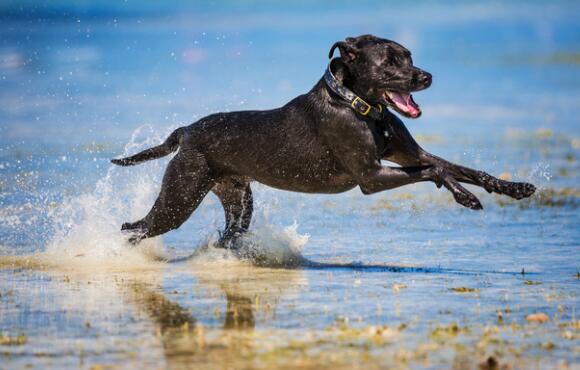 Best dog for hiking and clearance camping